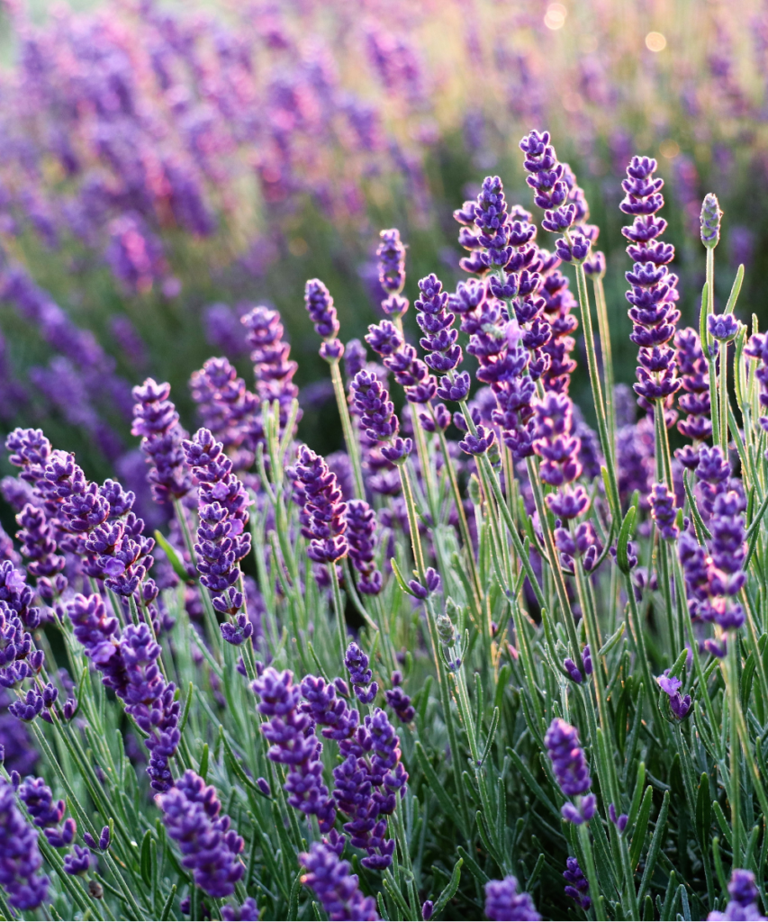 Lavender plants