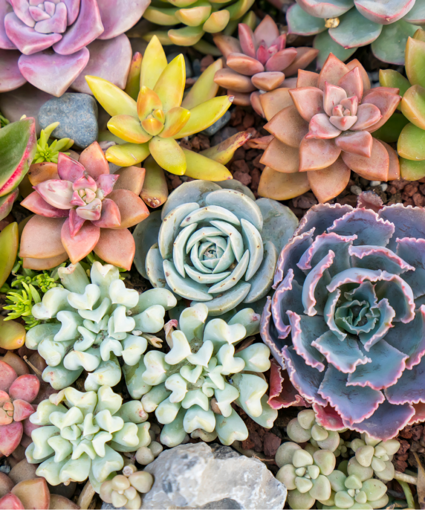 Succulent Plants