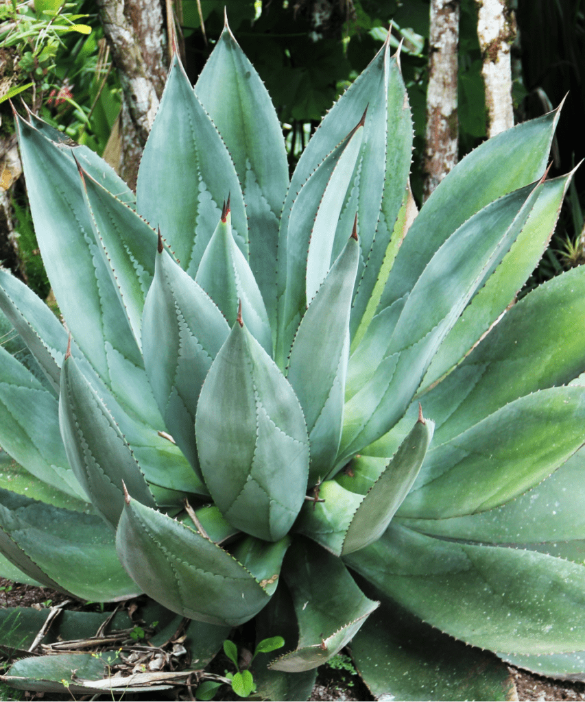 Aloe Vera Plant